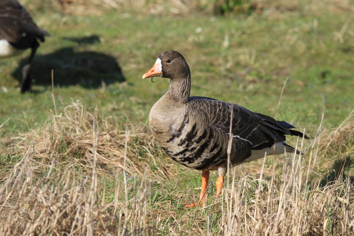 Greater White-fronted Goose (Western) - Tommy Pedersen