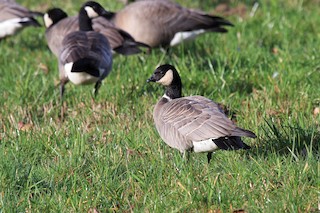 Cackling Goose (minima), ML67052941