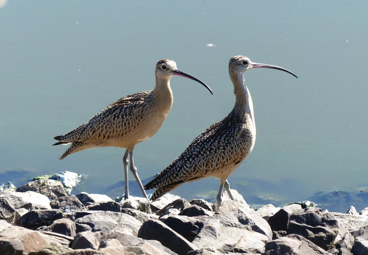 Long-billed Curlew - ML67055561