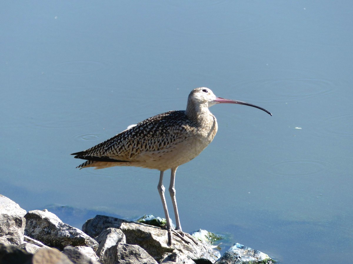 Long-billed Curlew - ML67055581