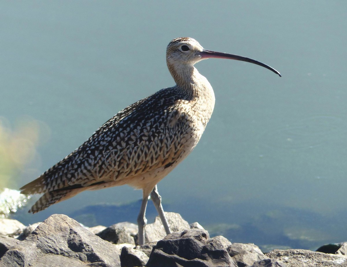 Long-billed Curlew - ML67055591