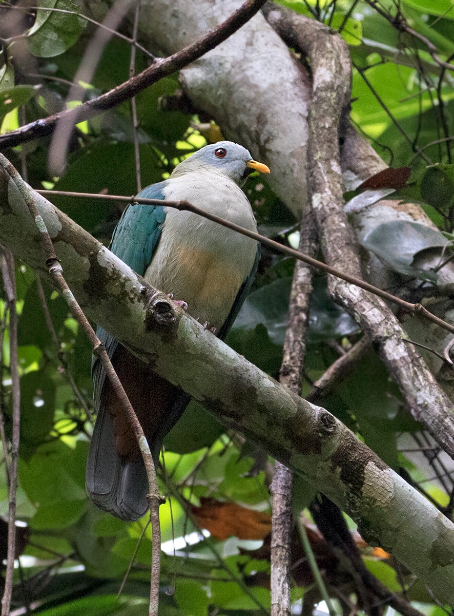 Maroon-chinned Fruit-Dove - ML67058891