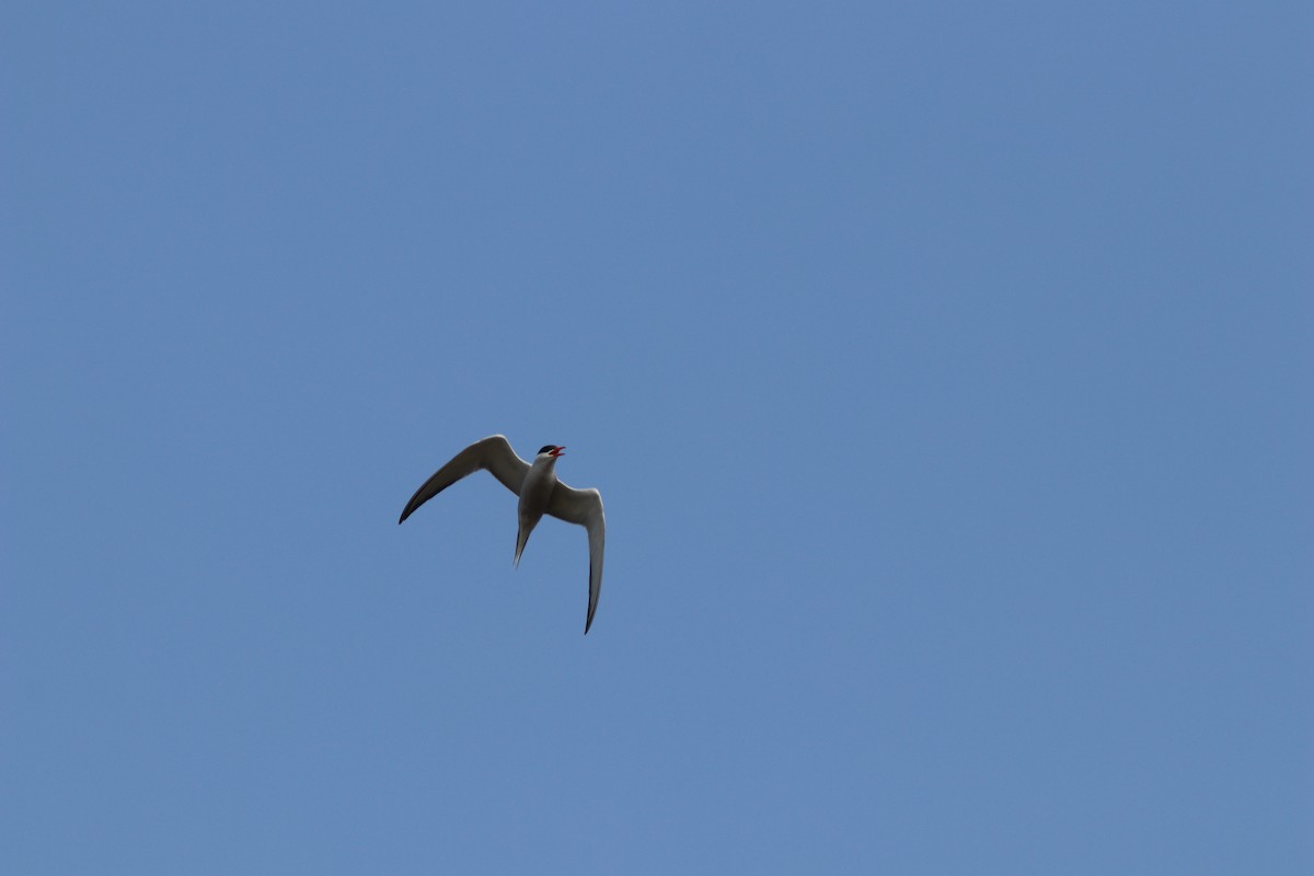 Common Tern - ML67059561