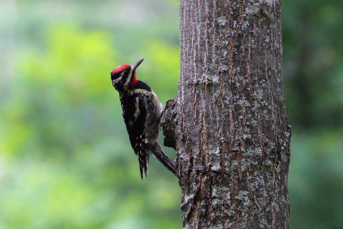 Yellow-bellied Sapsucker - Abby Collins