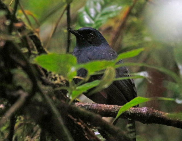 Male showing head detail (subspecies <em class="SciName notranslate">calligyna</em>). - Great Shortwing - 