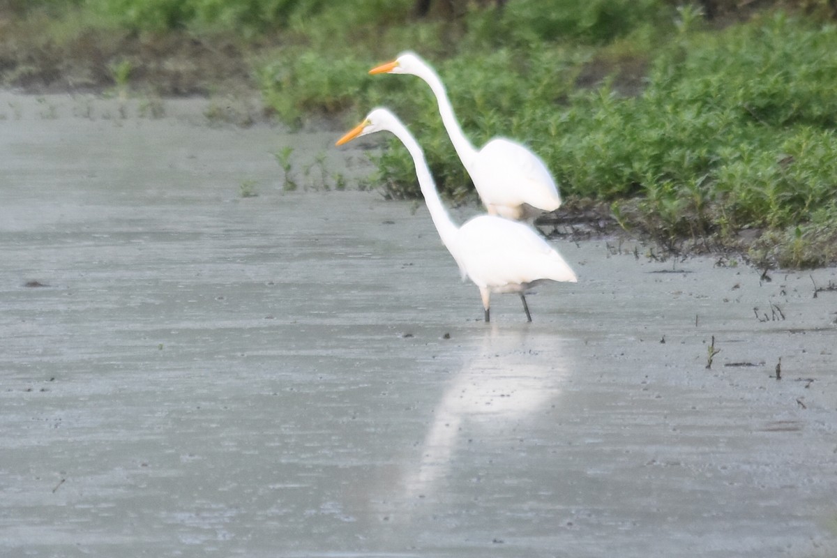 Great Egret - Mike Conway