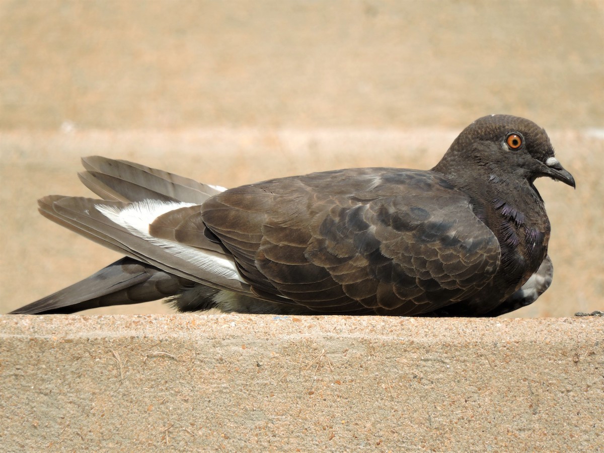 Rock Pigeon (Feral Pigeon) - S. K.  Jones