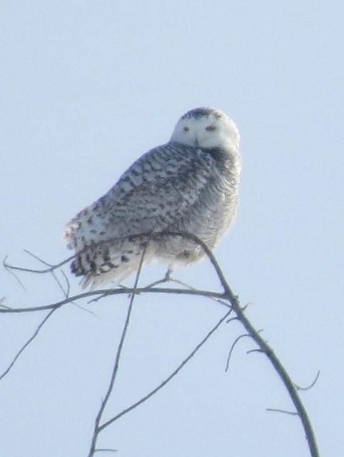 Snowy Owl - ML67064651