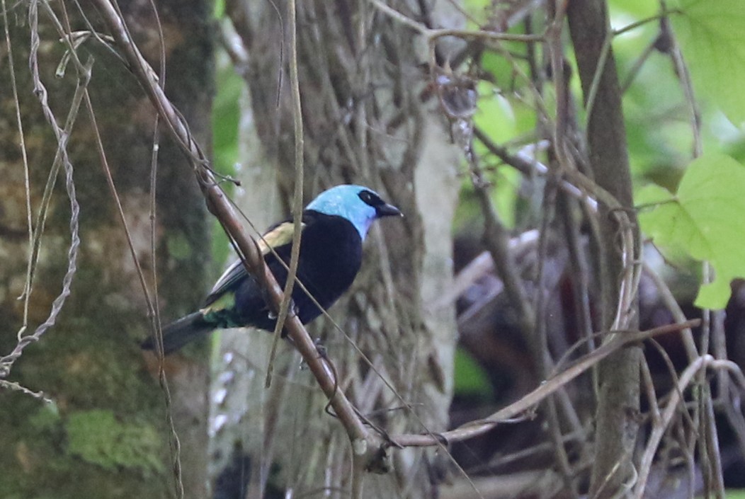 Blue-necked Tanager - ML67065141