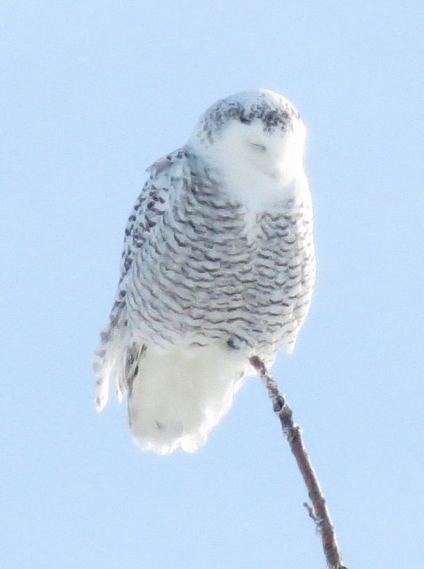 Snowy Owl - ML67065571