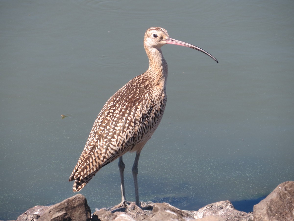Long-billed Curlew - ML67066351