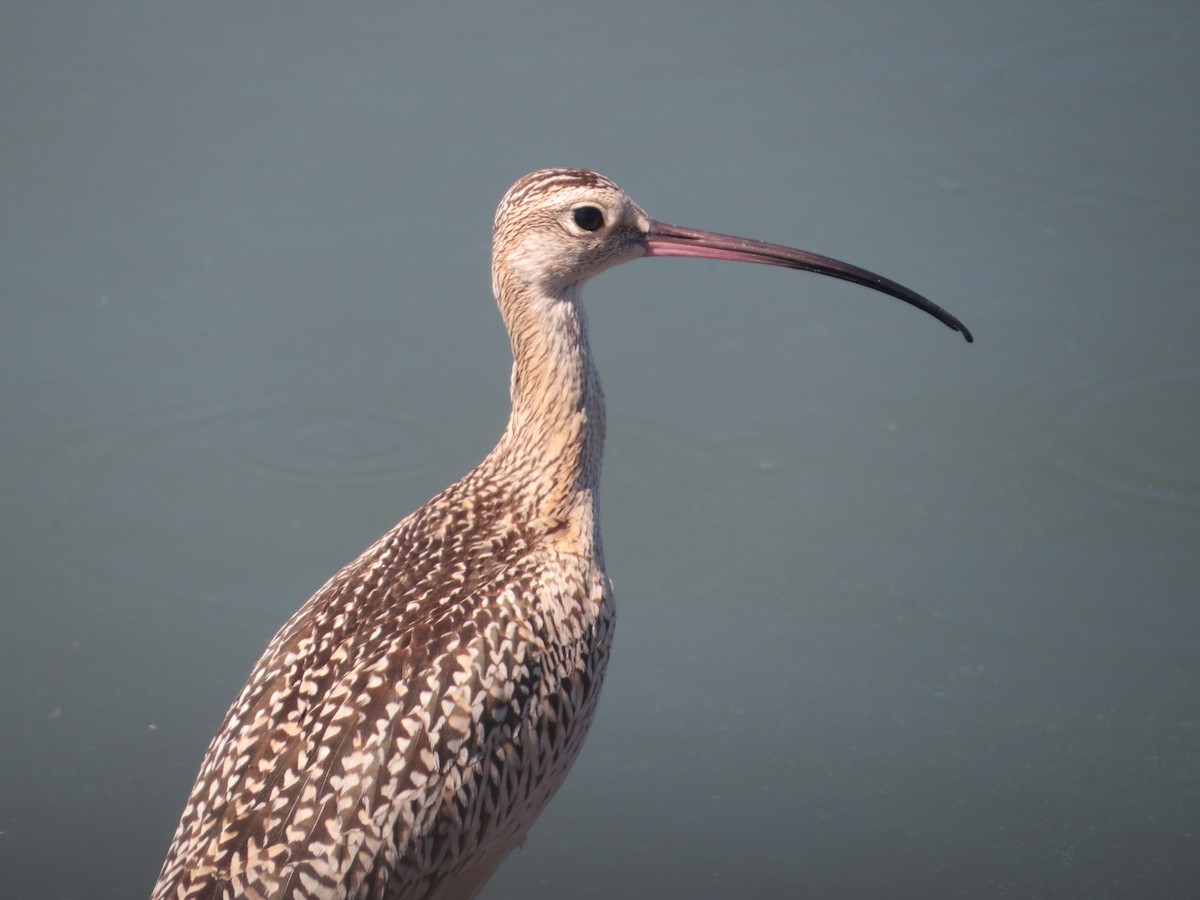 Long-billed Curlew - ML67066361