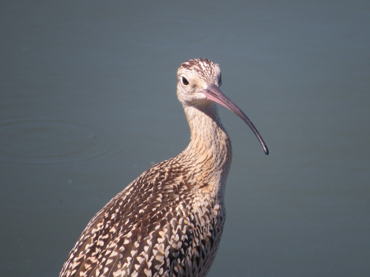 Long-billed Curlew - ML67066371