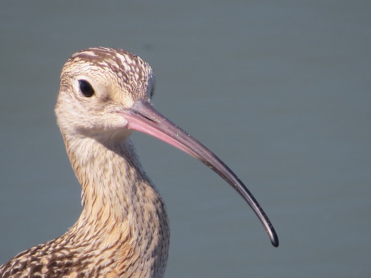 Long-billed Curlew - ML67066381