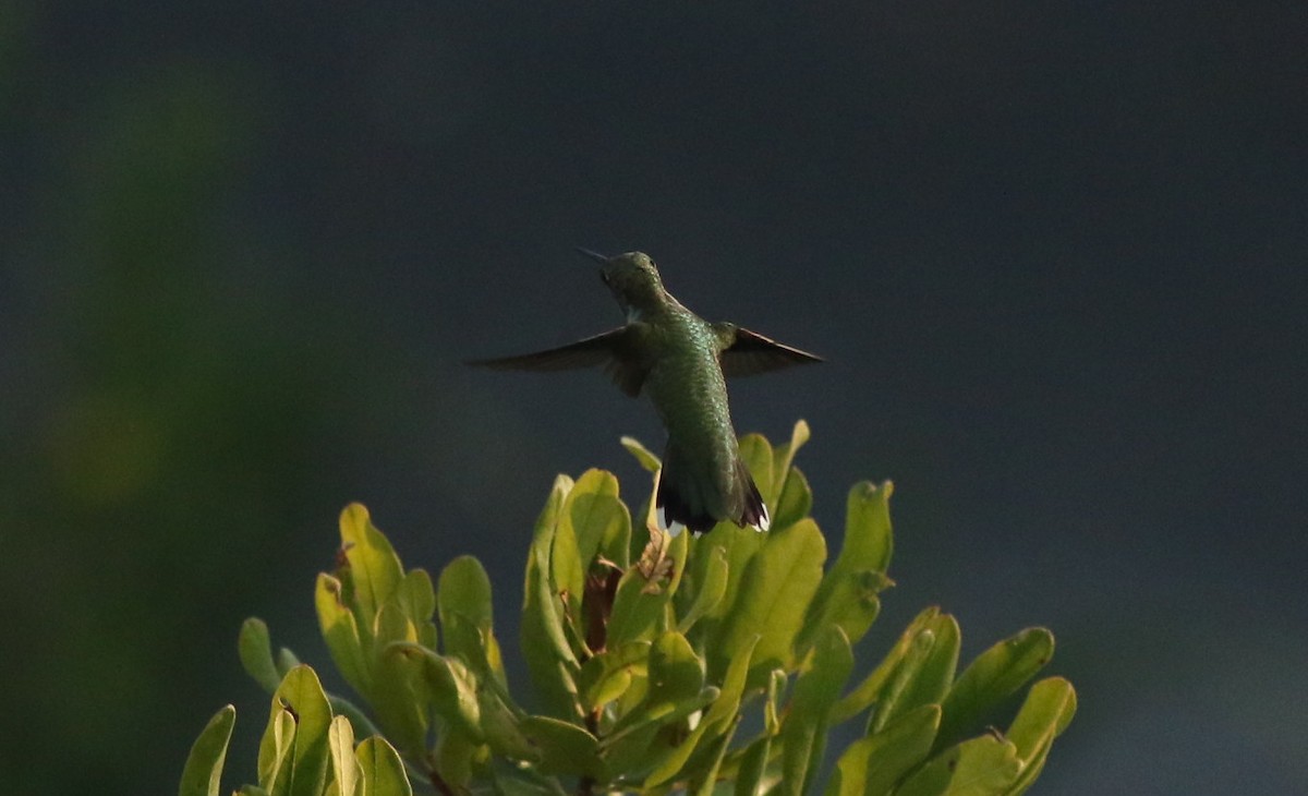 Ruby-throated Hummingbird - Andrew Dreelin