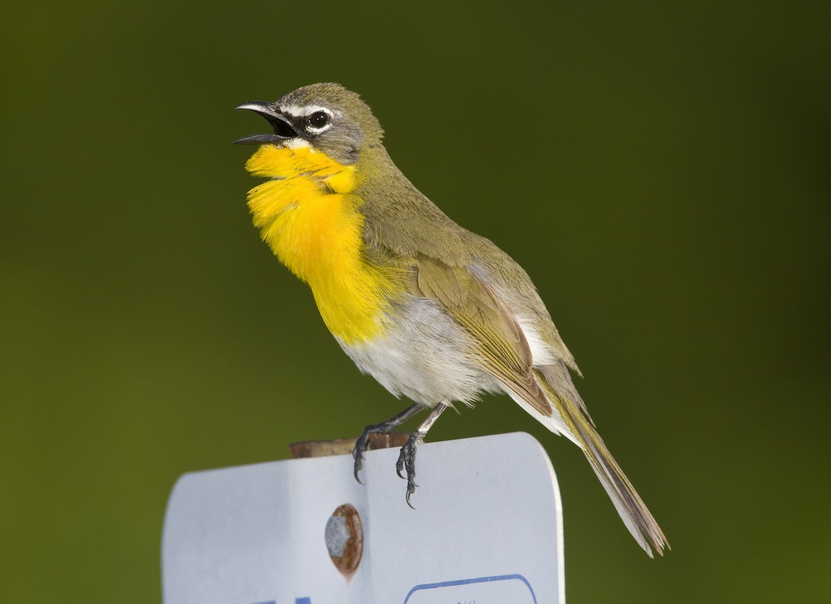 Yellow-breasted Chat Geoff Hill