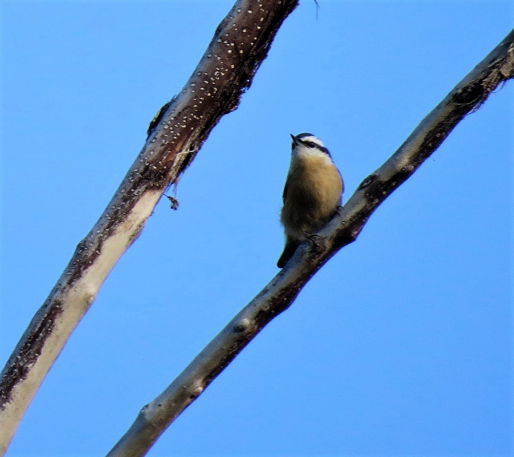 Red-breasted Nuthatch - Lena Hayashi