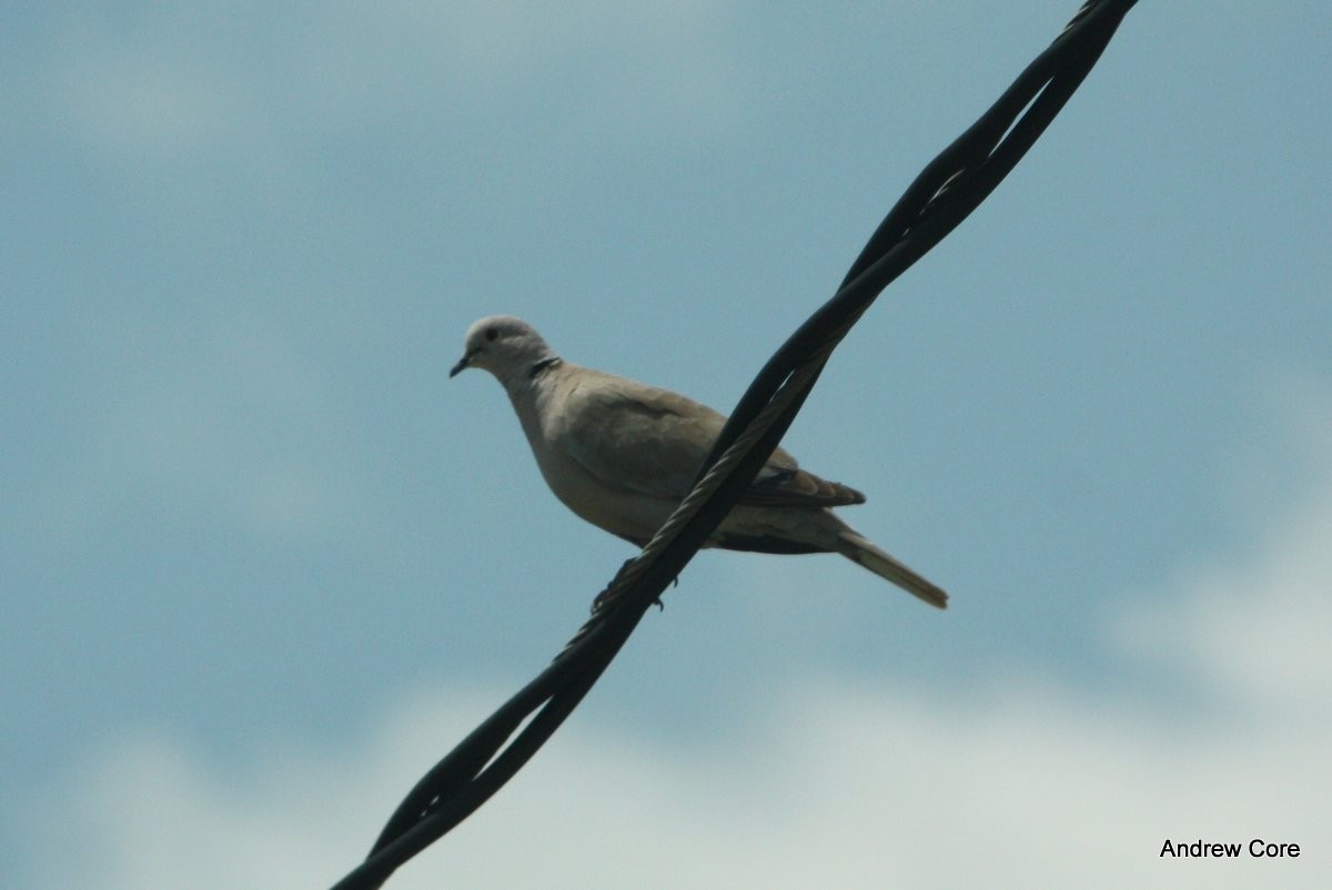 Eurasian Collared-Dove - Andrew Core