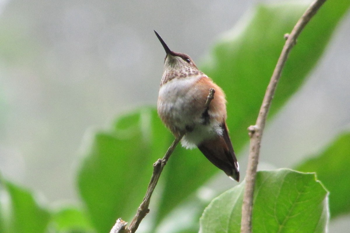 Rufous/Allen's Hummingbird - ML67077521