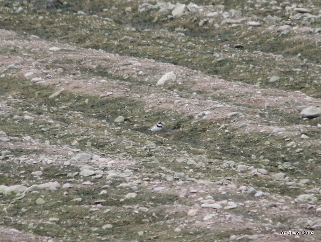 Semipalmated Plover - ML67078721