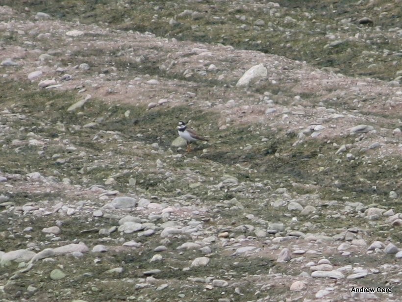Semipalmated Plover - ML67078731