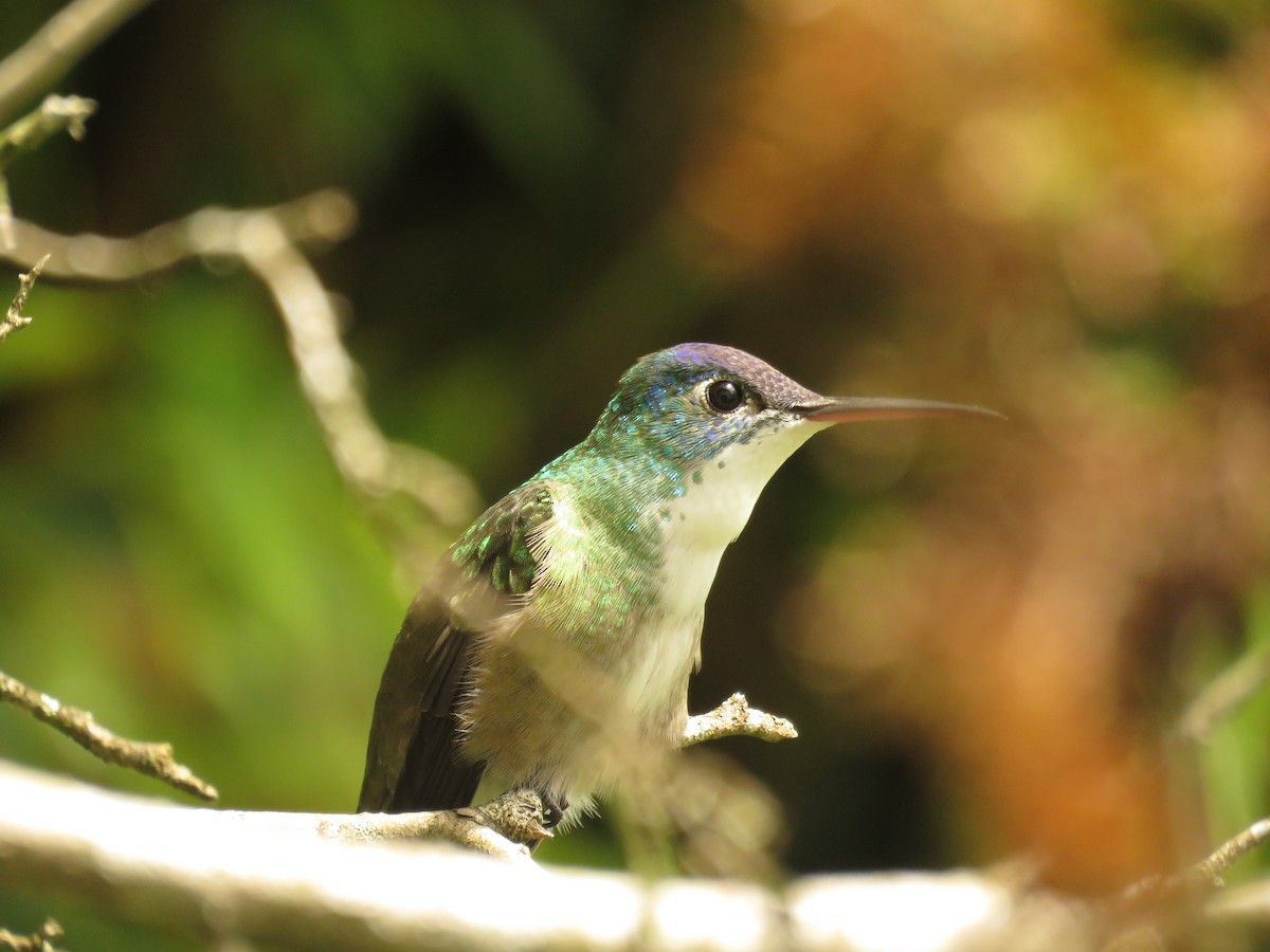 Azure-crowned Hummingbird - Teresa Pegan 🦋