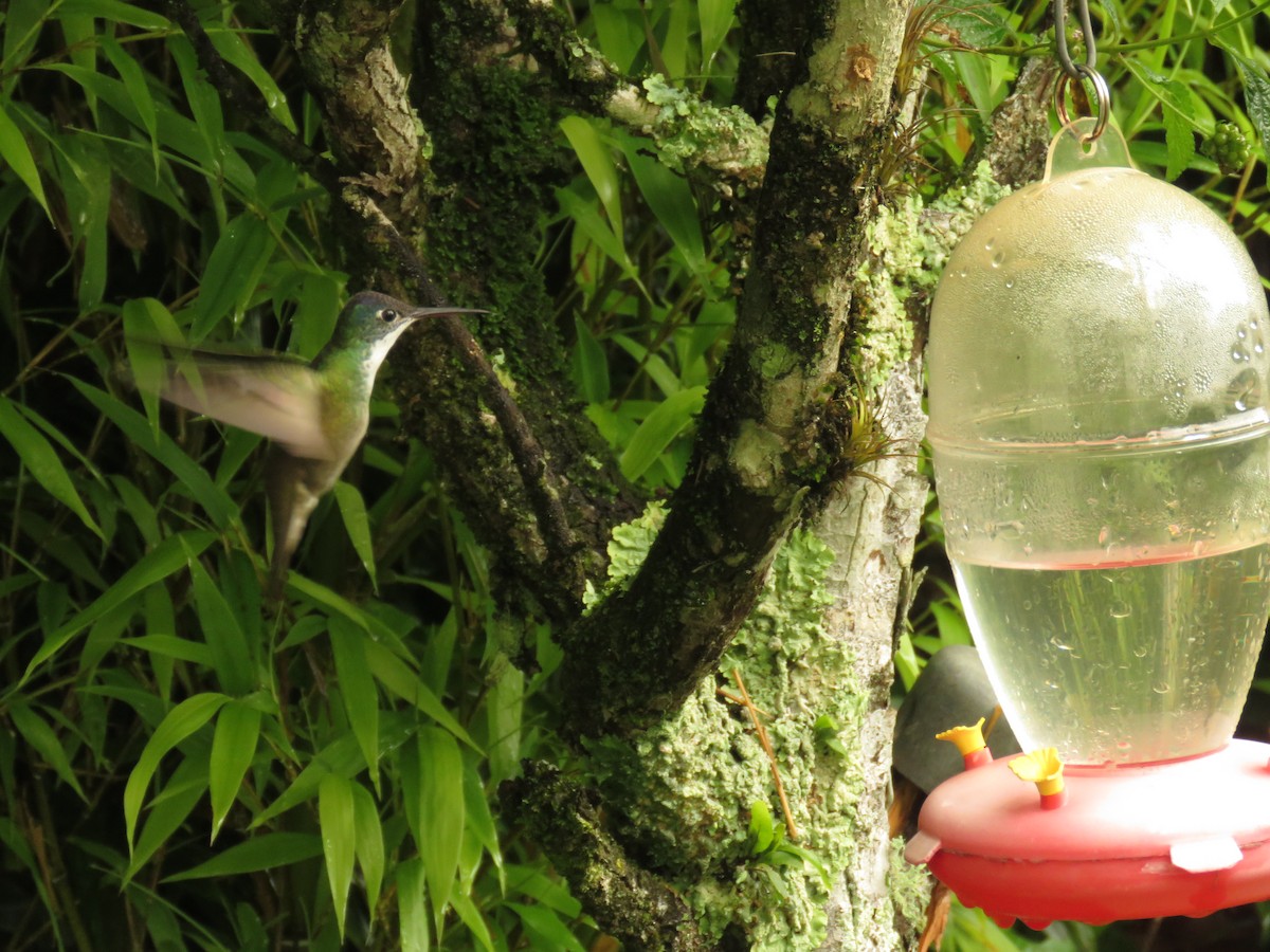 kolibřík azurovotemenný - ML67078751