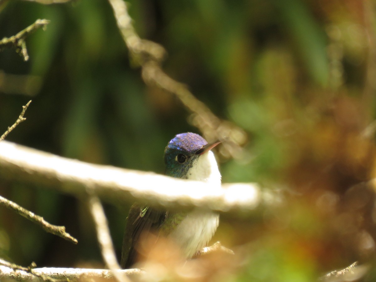 Mavi Alınlı Kolibri - ML67078761