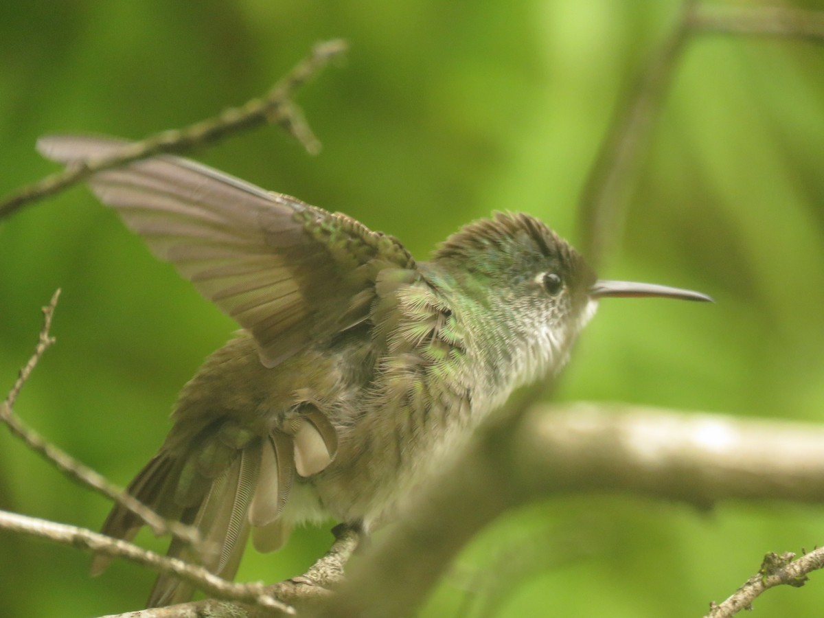 Azure-crowned Hummingbird - ML67078771