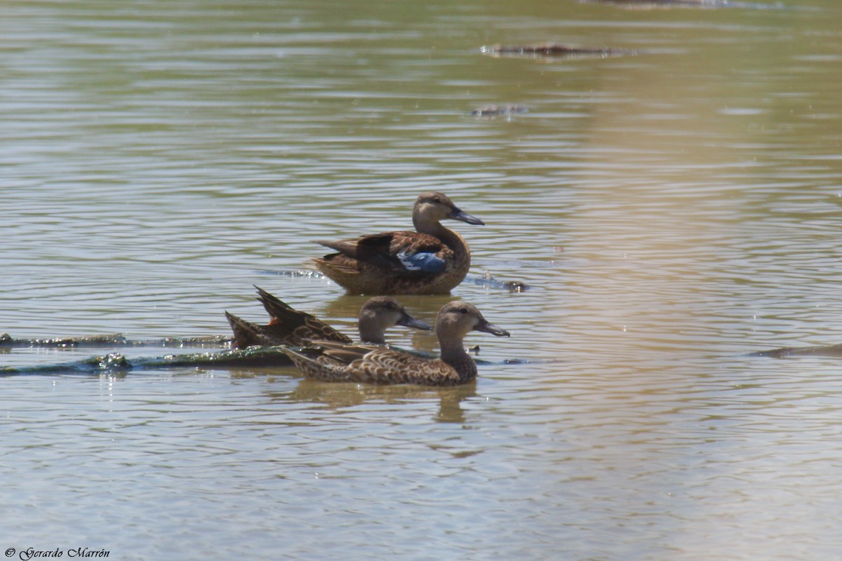 Blue-winged Teal - ML67082641