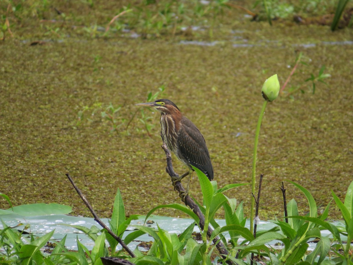 Green Heron - Lois Stacey