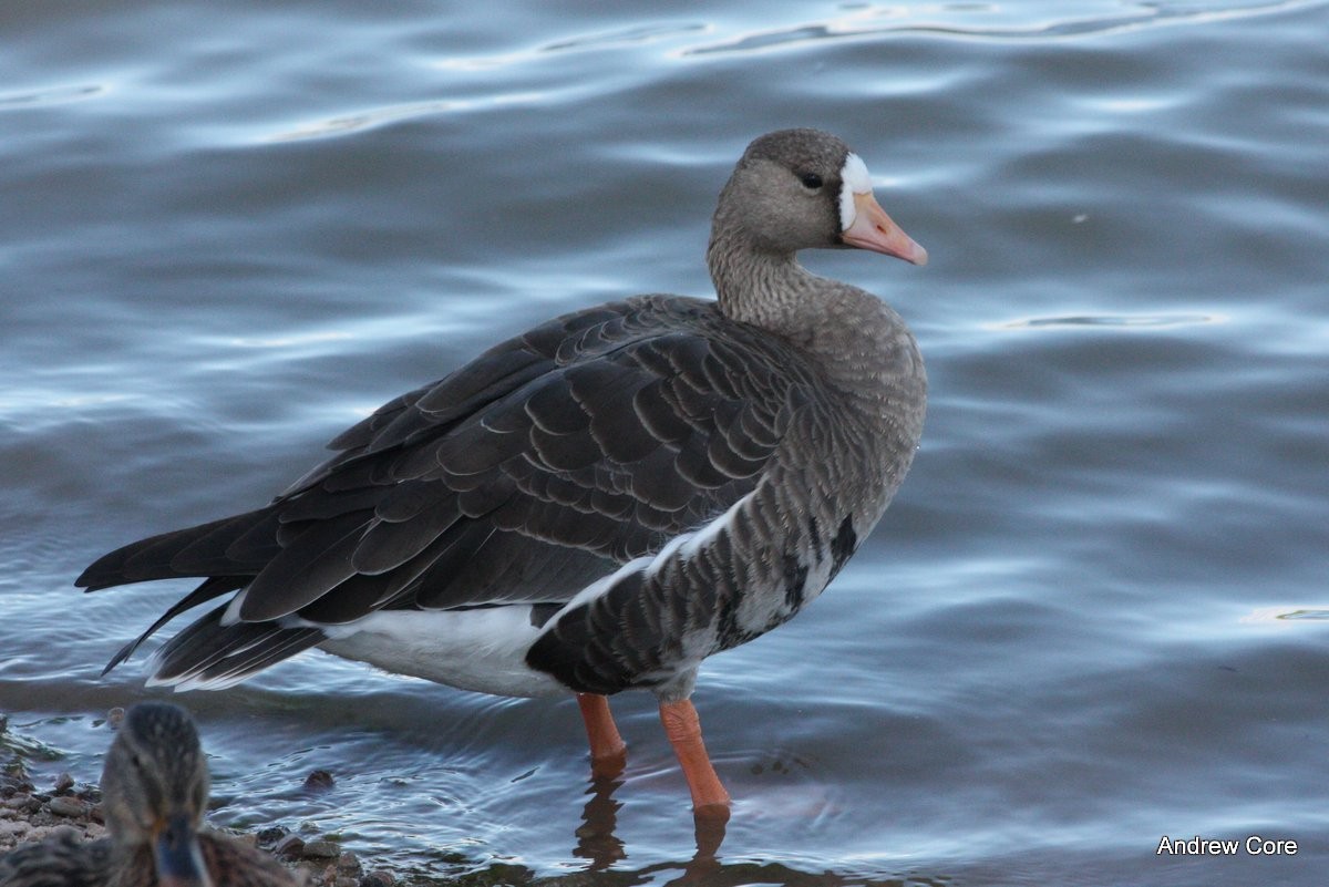 Greater White-fronted Goose - Andrew Core