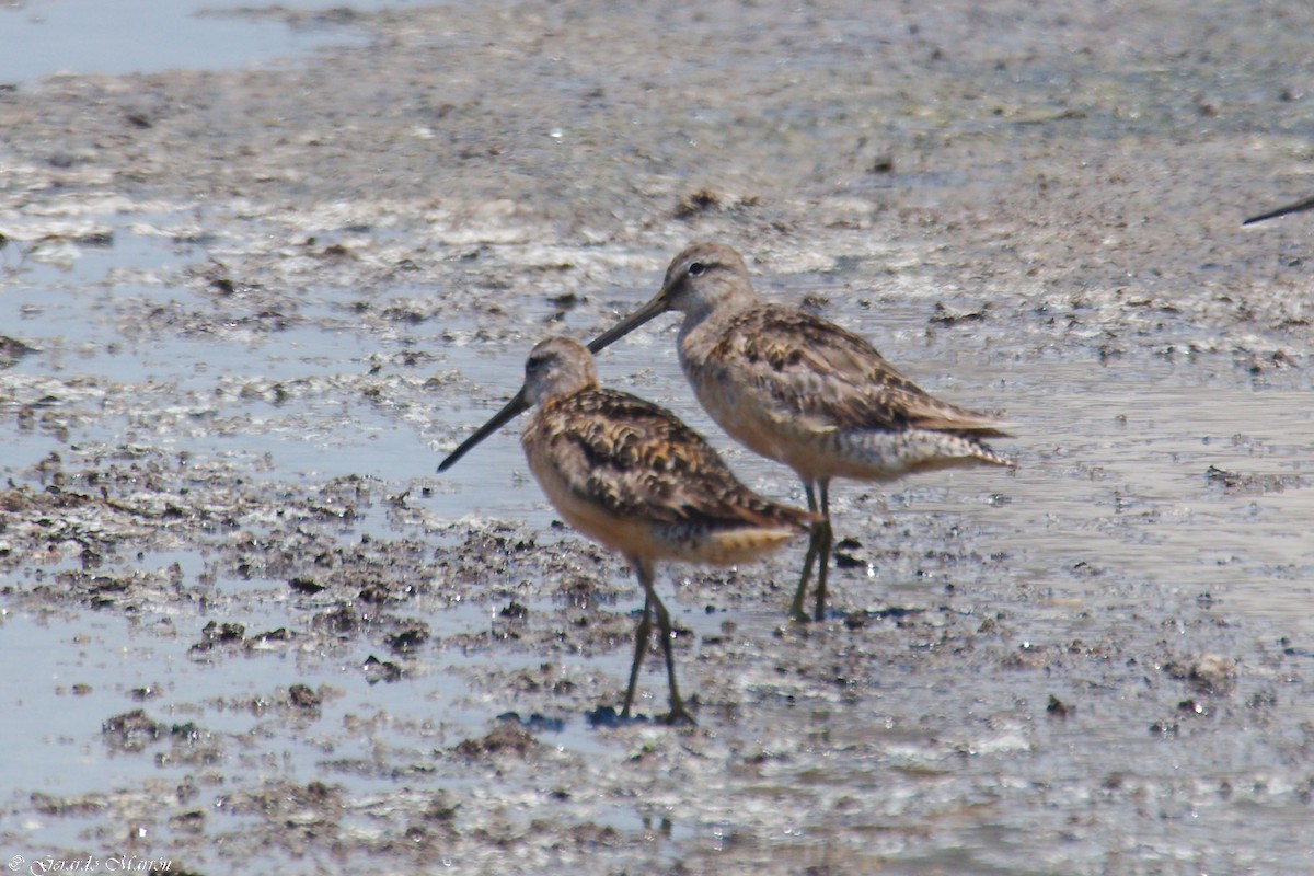 Long-billed Dowitcher - ML67084151