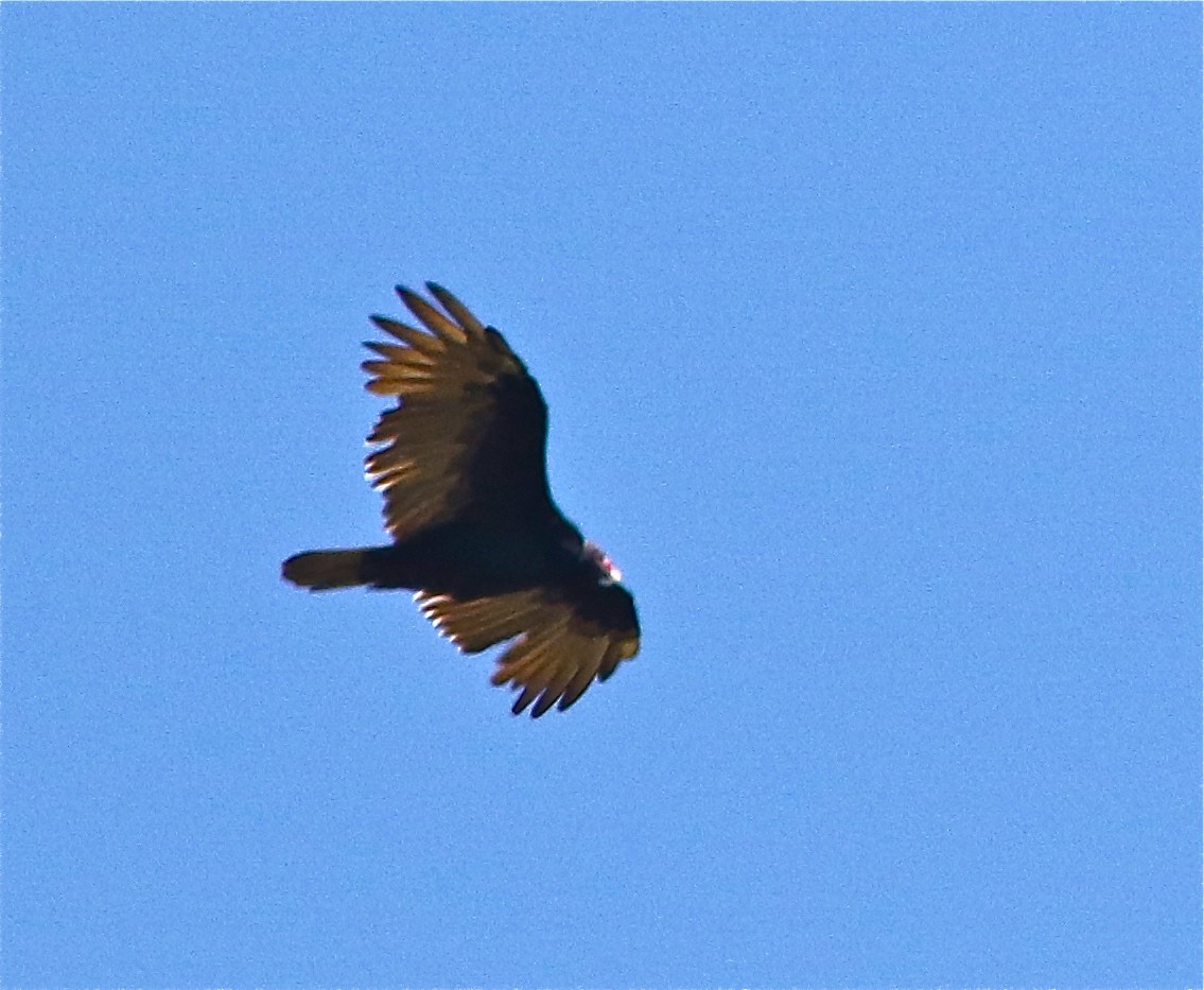 Turkey Vulture - ML67084811