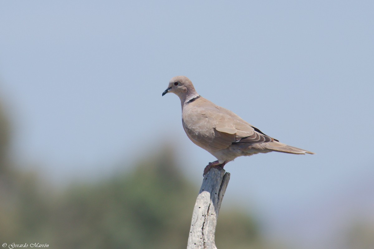 Eurasian Collared-Dove - ML67084891