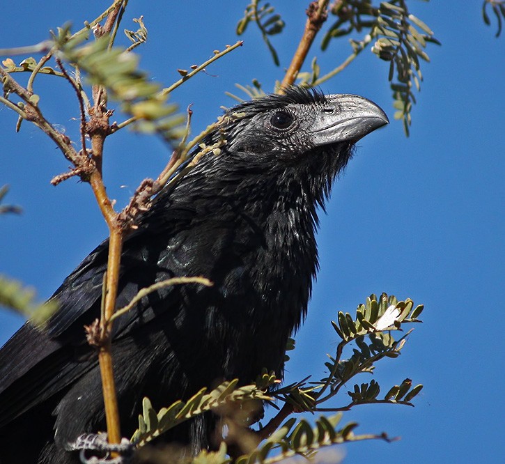 Groove-billed Ani - Andrew Core