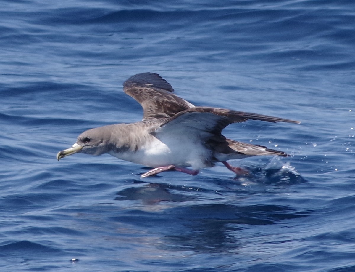 Cory's Shearwater - Anthony Lang