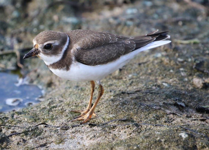 Semipalmated Plover - ML67087421