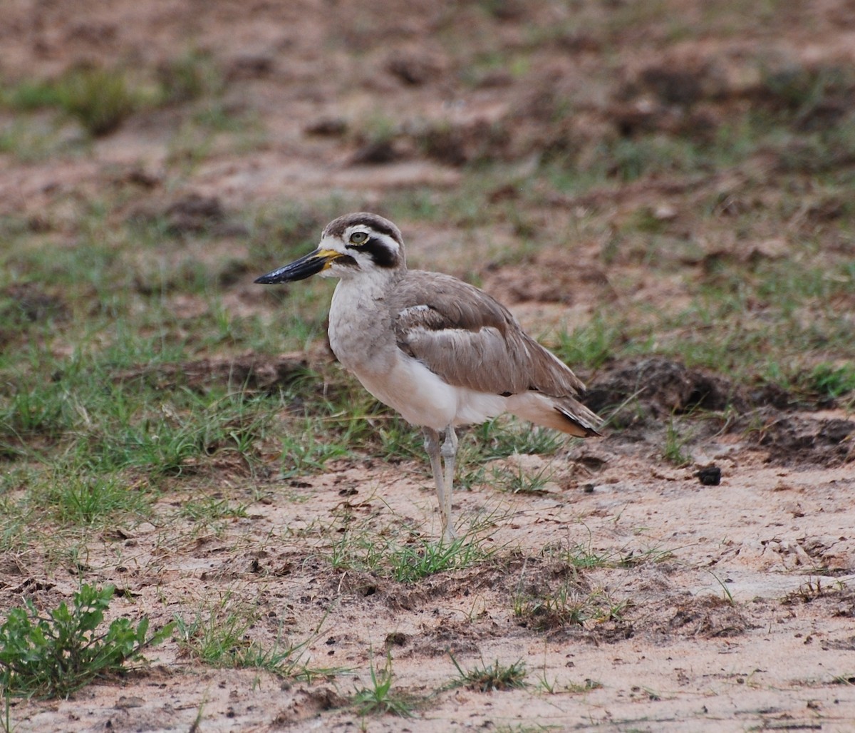 Great Thick-knee - ML67090251