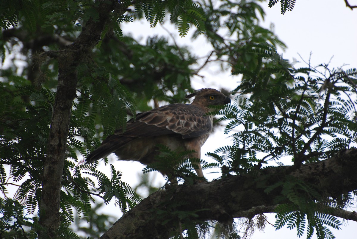 Changeable Hawk-Eagle (Crested) - ML67091121