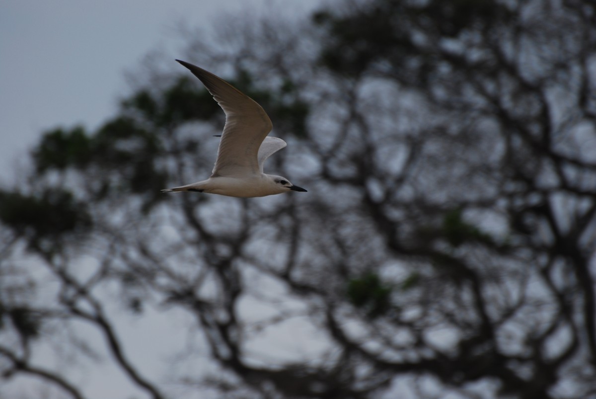 Gull-billed Tern - Ryan Irvine