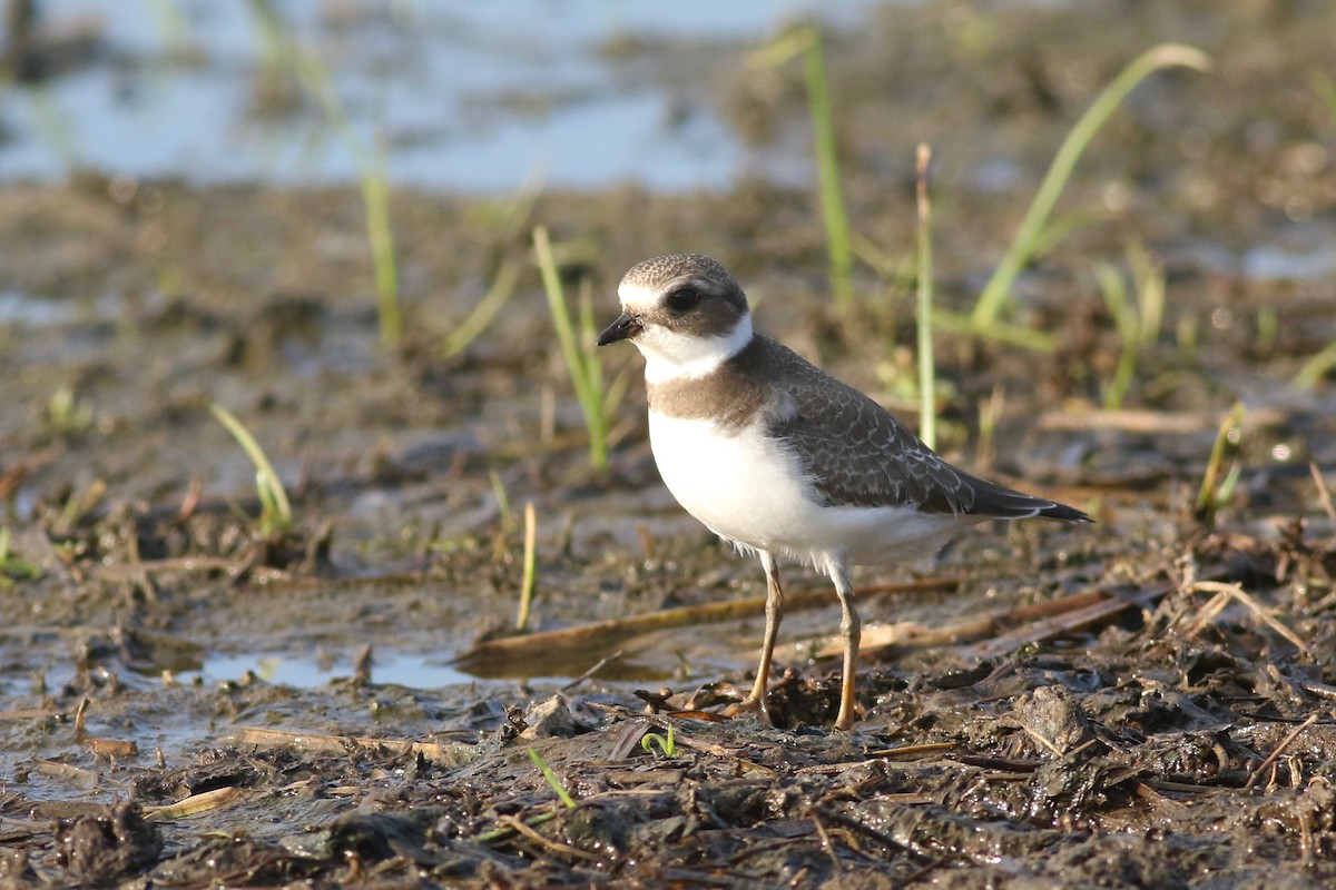 Semipalmated Plover - ML67091501