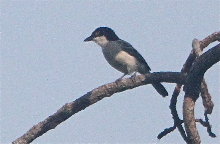 Northern Puffback - ML67091701