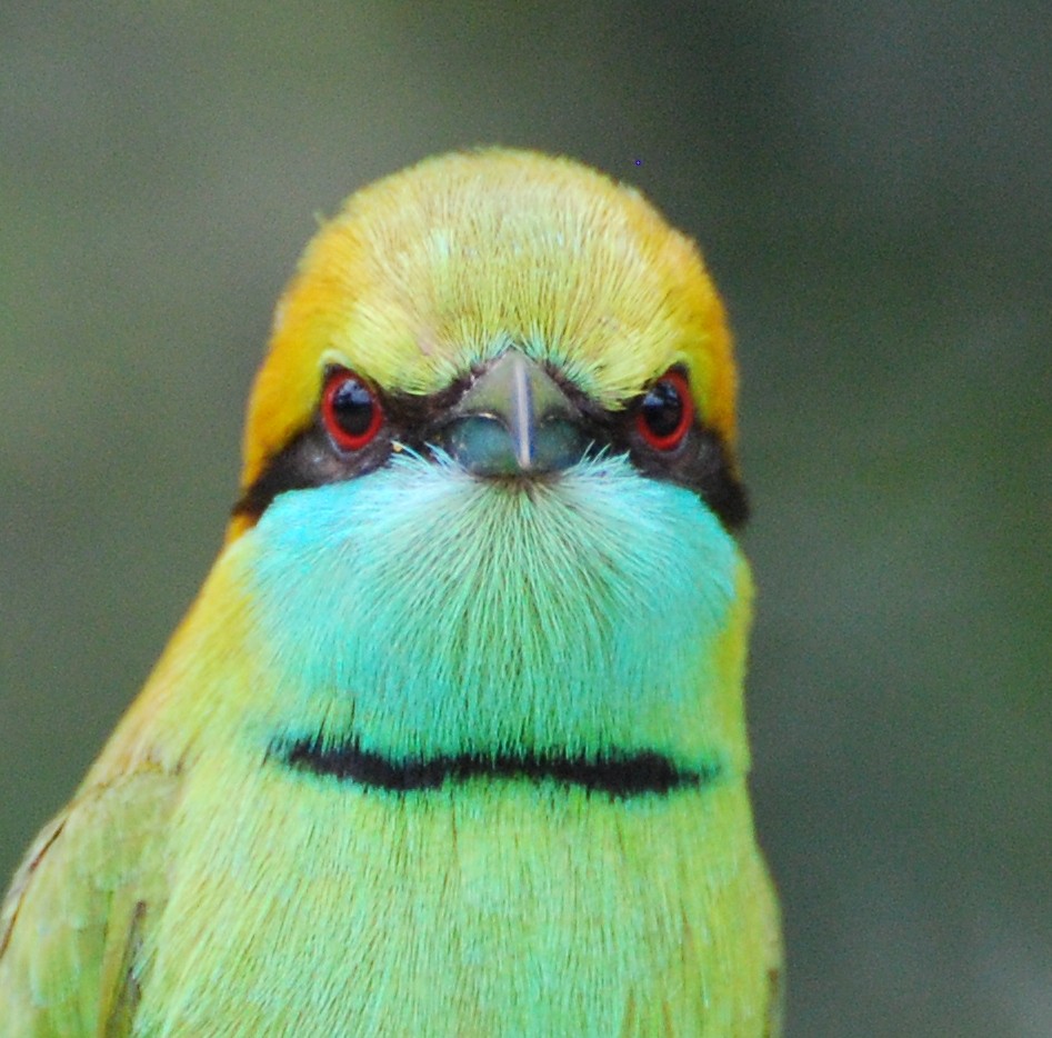 Asian Green Bee-eater - ML67092611