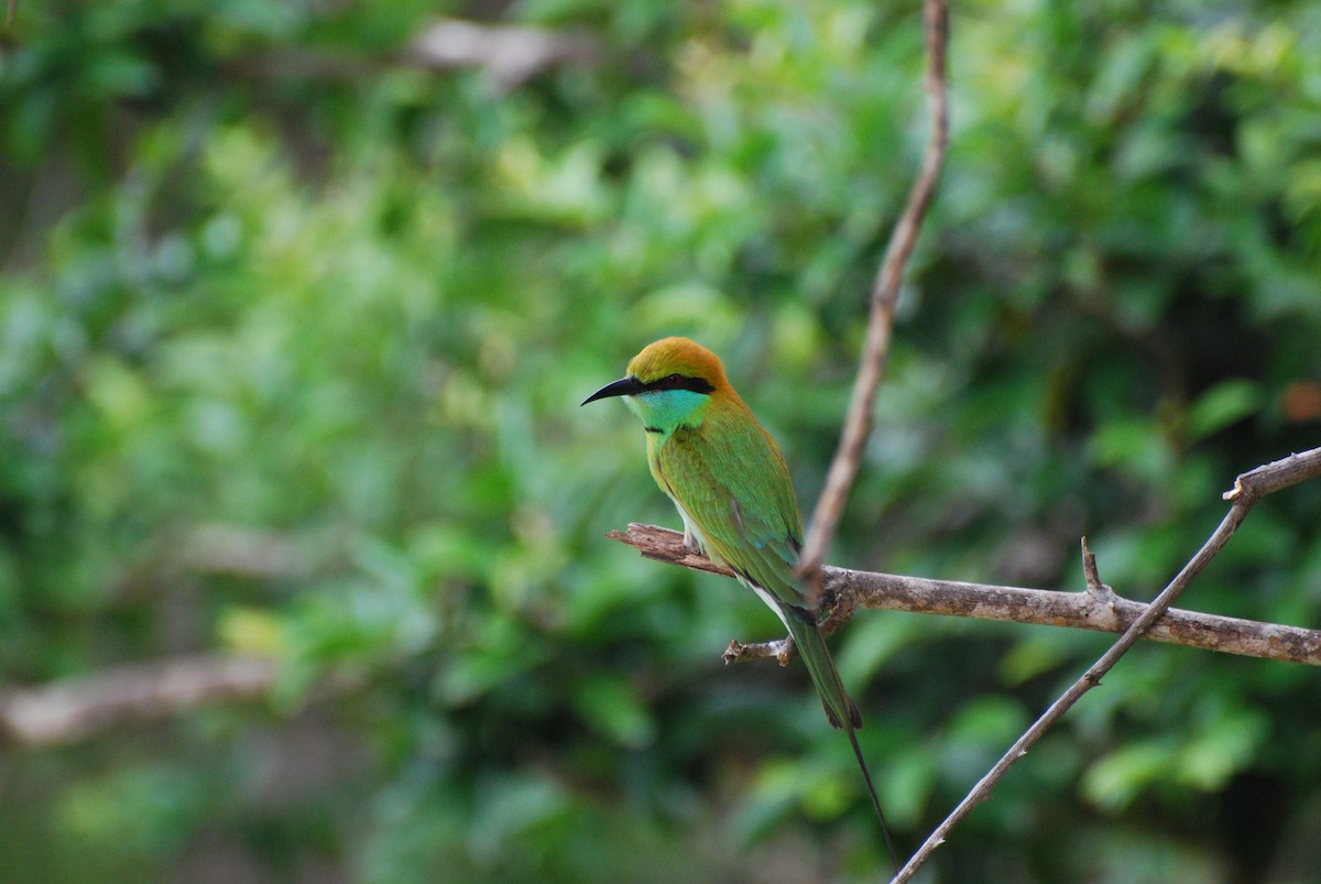 Asian Green Bee-eater - ML67093111
