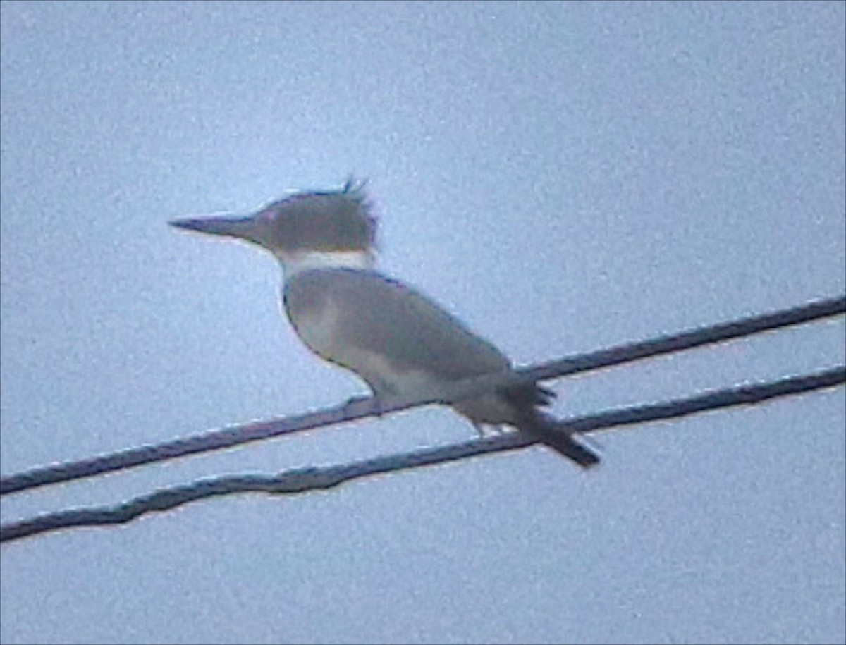 Belted Kingfisher - ML67097431