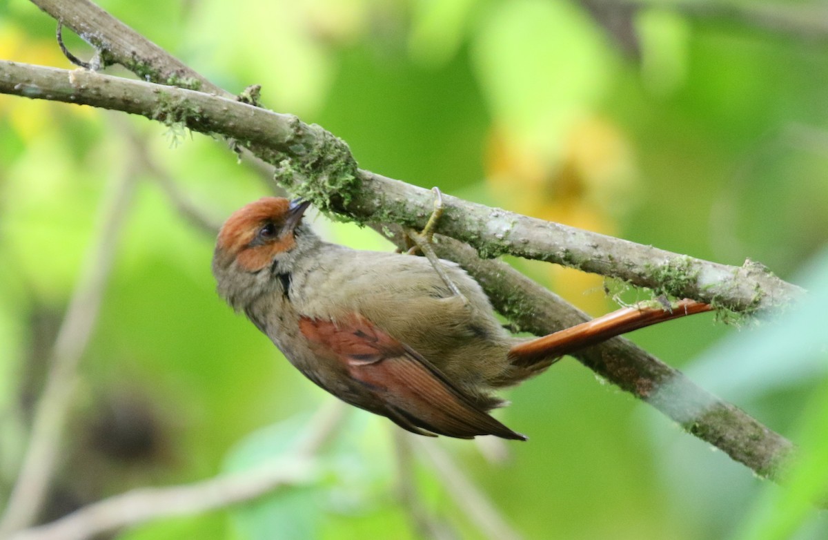 Red-faced Spinetail - Matthew Grube