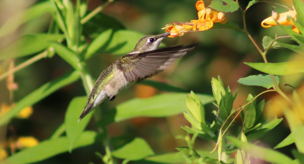 Ruby-throated Hummingbird - Sara Eisenhauer