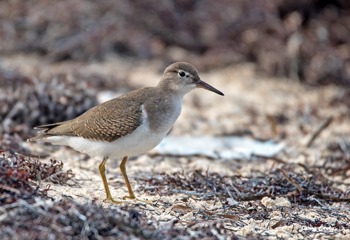 Spotted Sandpiper - Denny Swaby