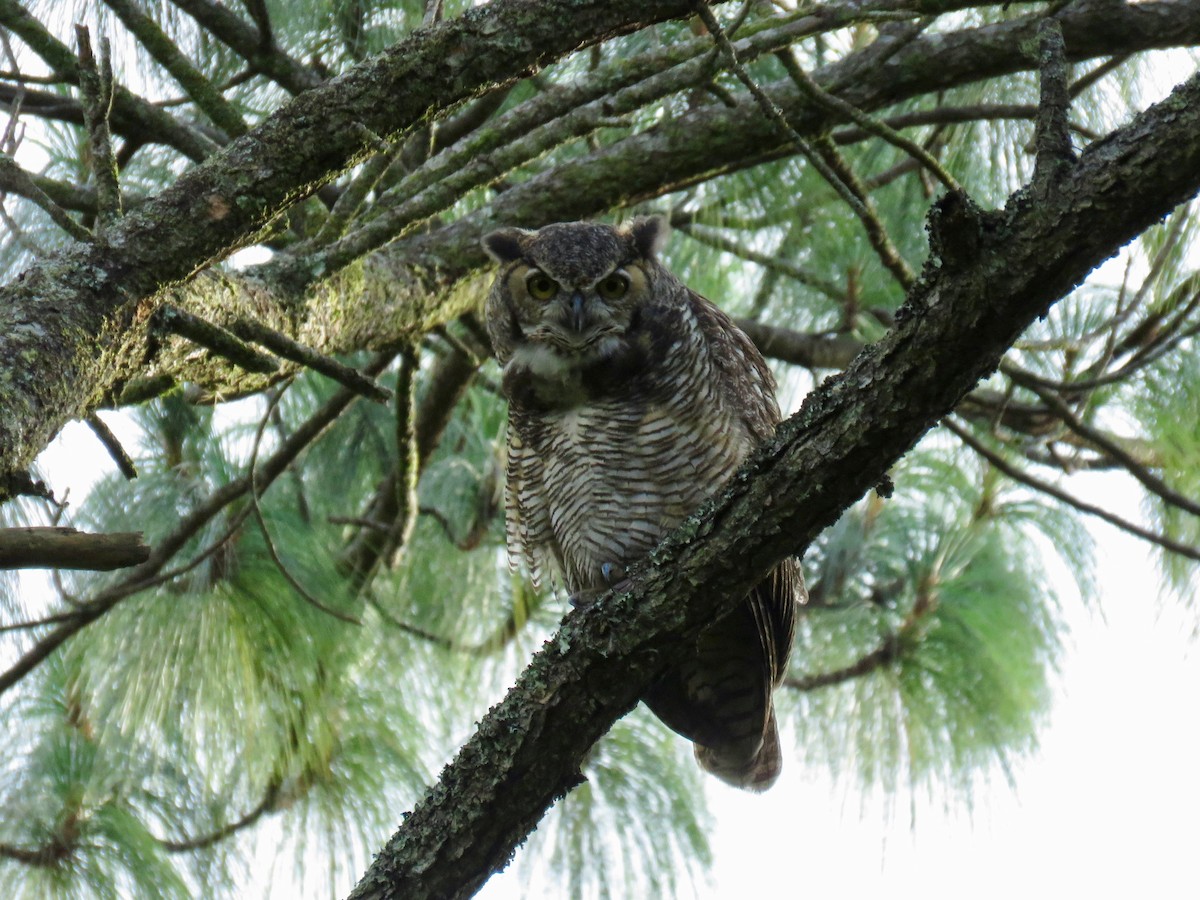 Great Horned Owl - ML67102591